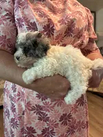 Cotton, a female Miniature Bernedoodle for sale in Hamburg, PA – 2 of 4