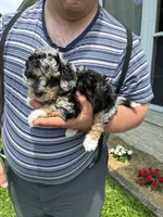 Emily, a male Miniature Bernedoodle for sale in Hamburg, PA – 2 of 4