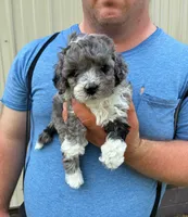 SPARKY, a male Miniature Bernedoodle for sale in Hamburg, PA – 2 of 3