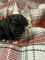 Onyx, a female Miniature American Shepherd for sale in South Amana, IA – Photo 3 of 5