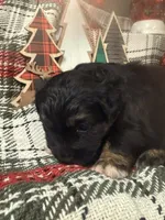 Onyx, a female Miniature American Shepherd for sale in South Amana, IA – Photo 2 of 5