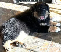 Onyx, a female Miniature American Shepherd for sale in South Amana, IA – Photo 1 of 5