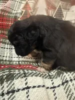 Onyx, a female Miniature American Shepherd for sale in South Amana, IA – Photo 5 of 5