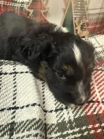 oscar, a male Miniature American Shepherd for sale in South Amana, IA – Photo 4 of 4