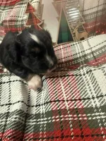 oscar, a male Miniature American Shepherd for sale in South Amana, IA – Photo 2 of 4