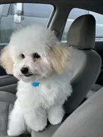 Lucky, a male Poodle - Miniature  for sale in Manvel, TX – Photo 2 of 2