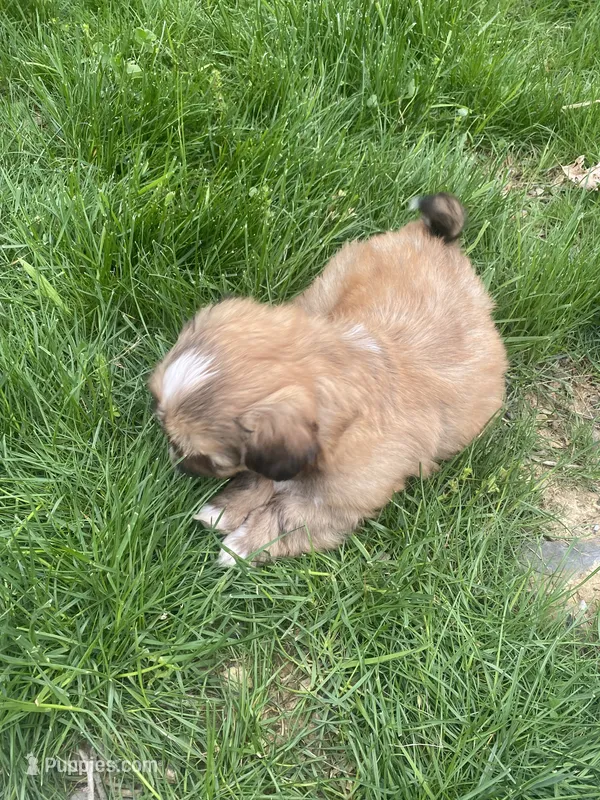 Clay – Bichon Frise, Shih Tzu puppy for sale in East Waterford, PA