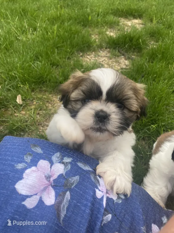 Oakley – Bichon Frise, Shih Tzu puppy for sale in East Waterford, PA