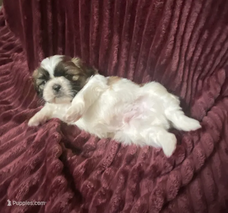 Prince – Bichon Frise, Shih Tzu puppy for sale in East Waterford, PA