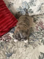 Christopher, a male Bichon Frise and Shih Tzu for sale in East Waterford, PA – Photo 5 of 5