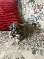 Christopher, a male Bichon Frise and Shih Tzu for sale in East Waterford, PA – Photo 2 of 5