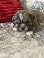 Christopher, a male Bichon Frise and Shih Tzu for sale in East Waterford, PA – Photo 3 of 5