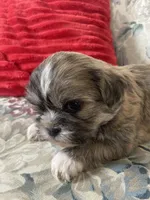 Christopher, a male Bichon Frise and Shih Tzu for sale in East Waterford, PA – Photo 4 of 5