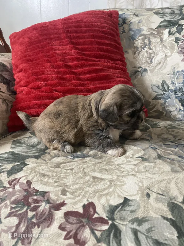 Christopher – Bichon Frise, Shih Tzu puppy for sale in East Waterford, PA