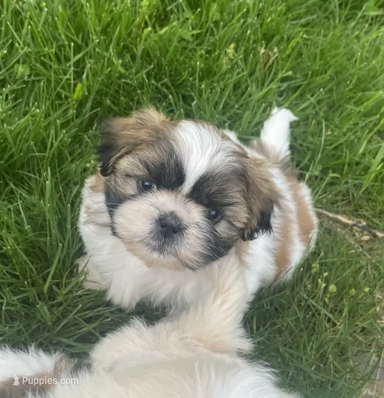 Prince – Bichon Frise, Shih Tzu puppy for sale in East Waterford, PA
