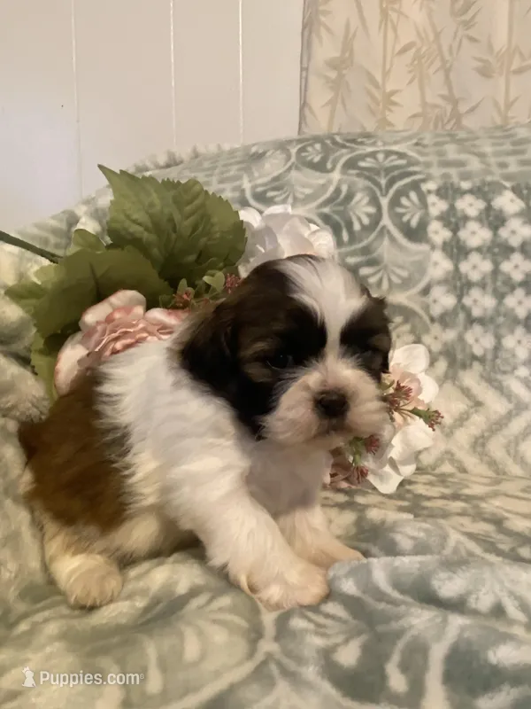 Oakley – Bichon Frise, Shih Tzu puppy for sale in East Waterford, PA