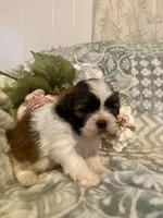 Oakley, a female Bichon Frise and Shih Tzu for sale in East Waterford, PA – Photo 1 of 3
