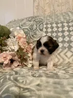 Oakley, a female Bichon Frise and Shih Tzu for sale in East Waterford, PA – Photo 3 of 3