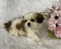 processed/83cf5ff9-246e-4a32-832e-510eb1881b42/listing/53ba3eb1-812d-4f6a-96b9-80fa782d6461/62789e91-f865-4eed-a342-90aa75d28bae