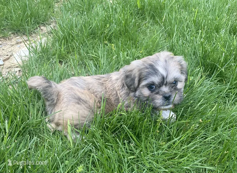 Christopher – Bichon Frise, Shih Tzu puppy on hold in East Waterford, PA