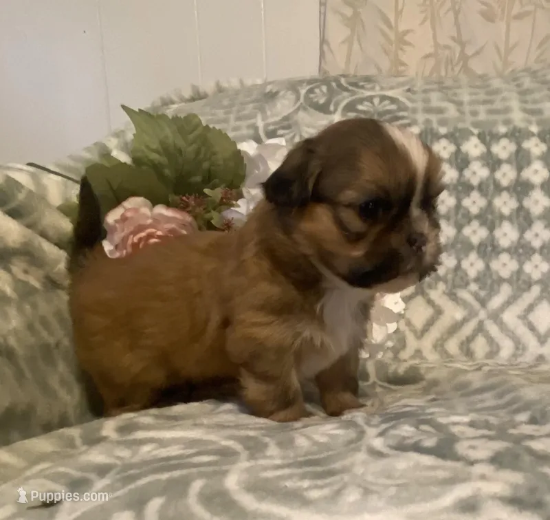 Prince, a male Bichon Frise and Shih Tzu for sale in East Waterford, PA – Photo 1 of 3