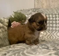 Prince, a male Bichon Frise and Shih Tzu for sale in East Waterford, PA – Photo 1 of 3