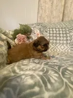 Prince, a male Bichon Frise and Shih Tzu for sale in East Waterford, PA – Photo 2 of 3