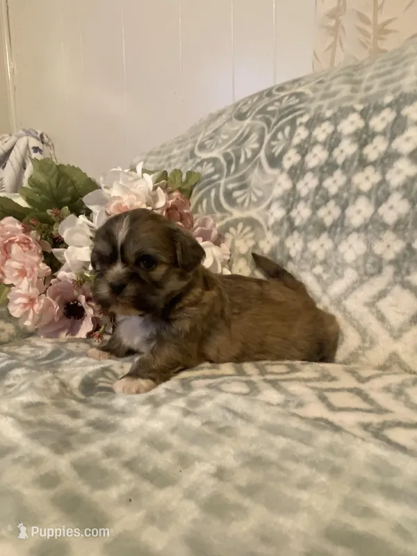 Clay – Bichon Frise, Shih Tzu puppy for sale in East Waterford, PA