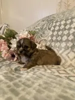 Clay, a male Bichon Frise and Shih Tzu for sale in East Waterford, PA – Photo 1 of 4