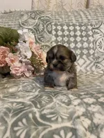 Clay, a male Bichon Frise and Shih Tzu for sale in East Waterford, PA – Photo 4 of 4