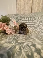 Clay, a male Bichon Frise and Shih Tzu for sale in East Waterford, PA – Photo 2 of 4