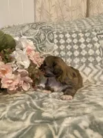 Clay, a male Bichon Frise and Shih Tzu for sale in East Waterford, PA – Photo 3 of 4