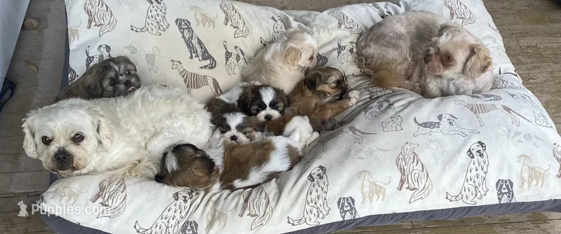 Oakley – Bichon Frise, Shih Tzu puppy for sale in East Waterford, PA
