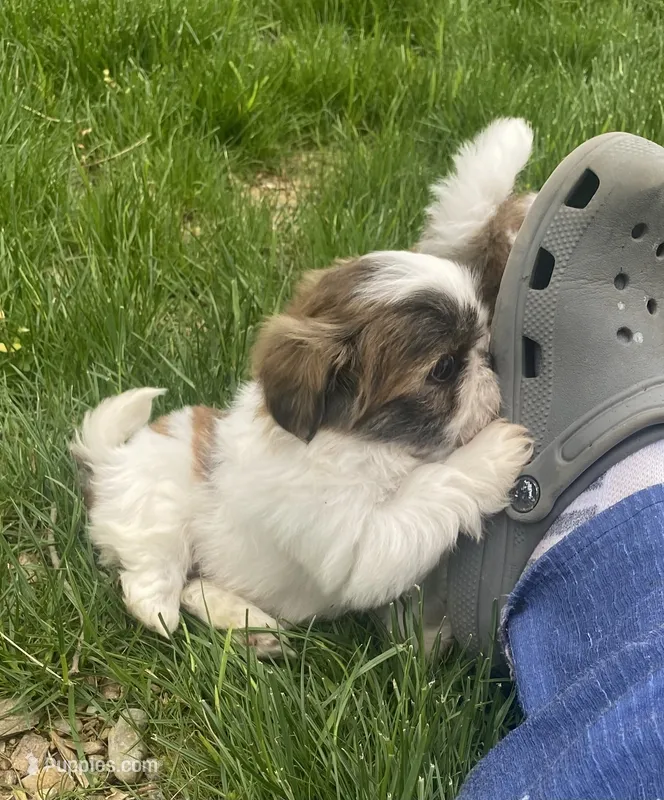 Jackie – Bichon Frise, Shih Tzu puppy for sale in East Waterford, PA