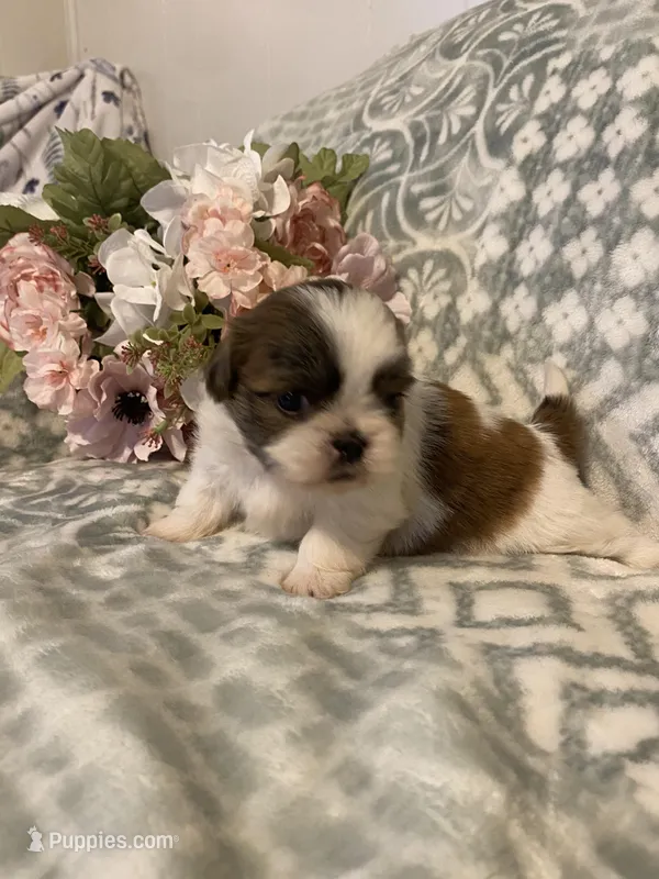 Jackie – Bichon Frise, Shih Tzu puppy for sale in East Waterford, PA