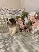 Jackie, a female Bichon Frise and Shih Tzu for sale in East Waterford, PA – Photo 2 of 3