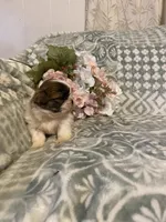 Jackie, a female Bichon Frise and Shih Tzu for sale in East Waterford, PA – Photo 3 of 3