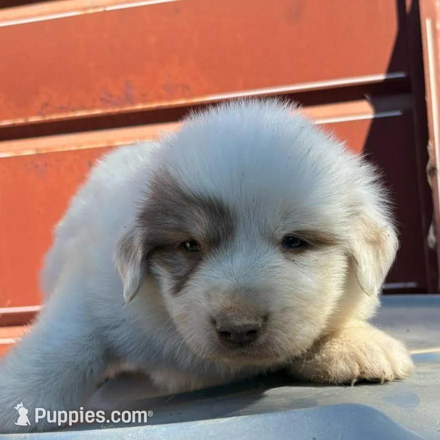 Badger  – Great Pyrenees puppy for sale in Temecula, CA