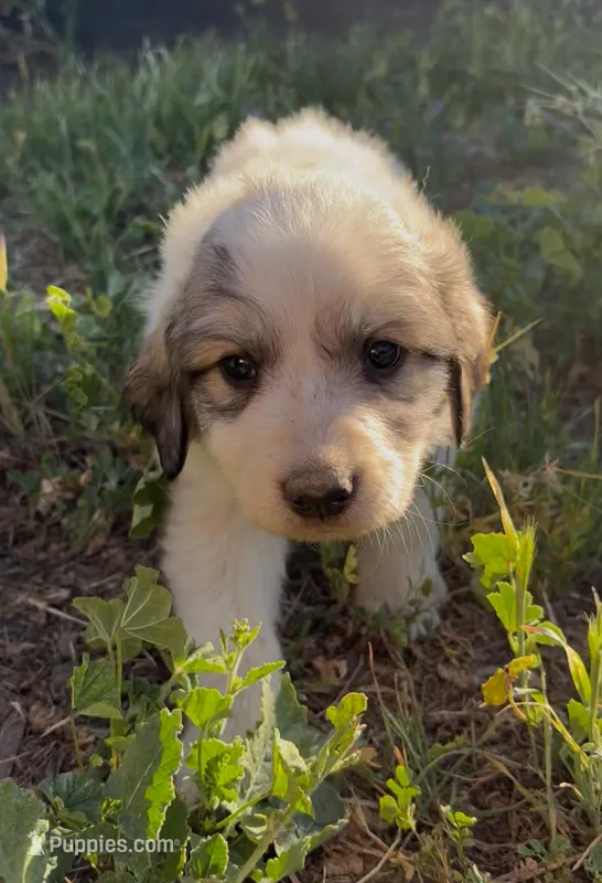 Lily – Great Pyrenees puppy for sale in Temecula, CA