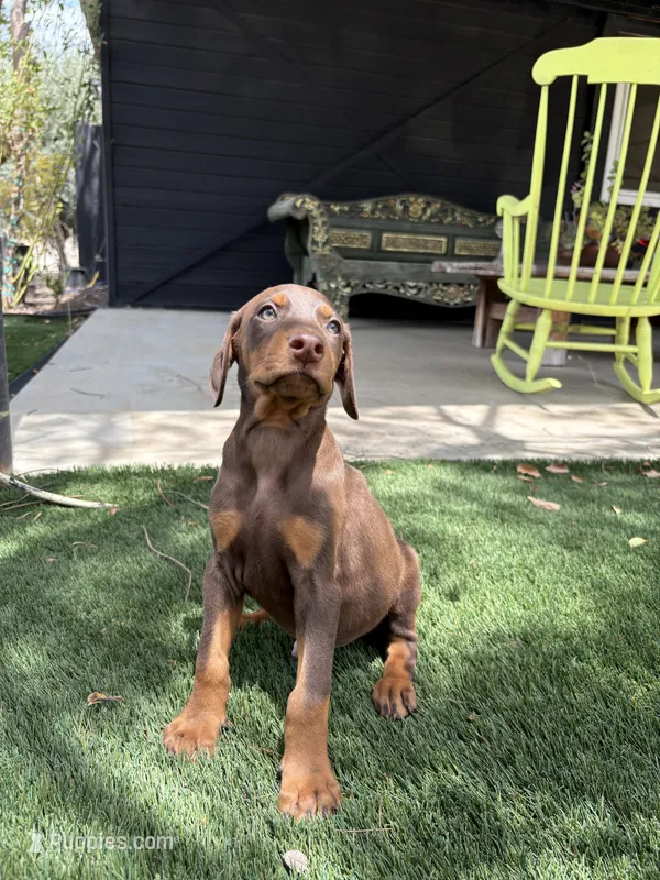 Spike  – Doberman Pinscher puppy for sale in Temecula, CA