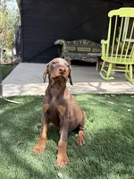 Spike , a male Doberman Pinscher for sale in Temecula, CA – 1 of 1