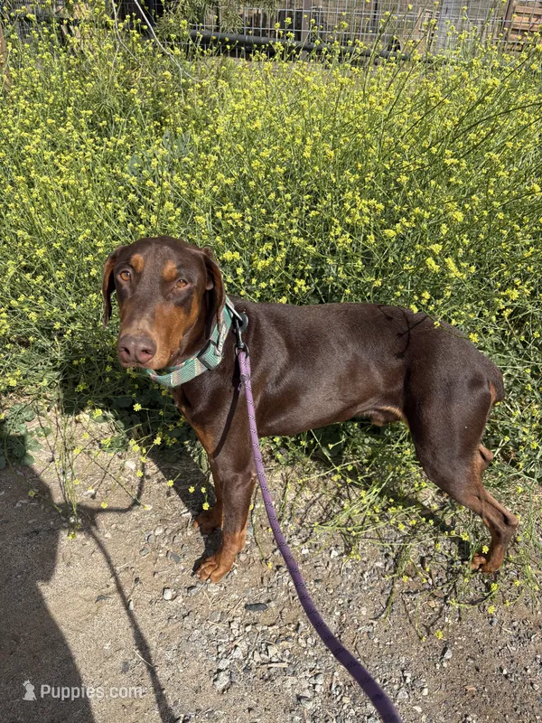 Cane, a male Doberman Pinscher for sale in Temecula, CA – 1 of 1