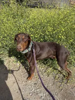 Cane, a male Doberman Pinscher for sale in Temecula, CA – 1 of 1