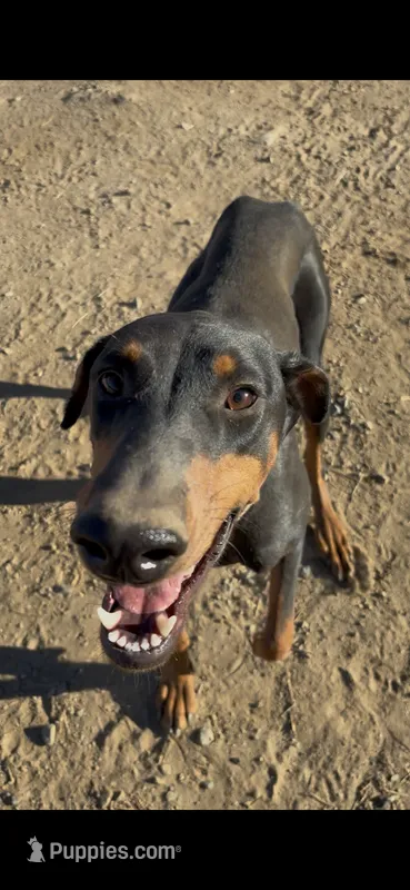 Princess – Doberman Pinscher puppy for sale in Temecula, CA