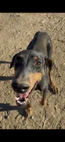 Princess, a female Doberman Pinscher for sale in Temecula, CA – 1 of 1