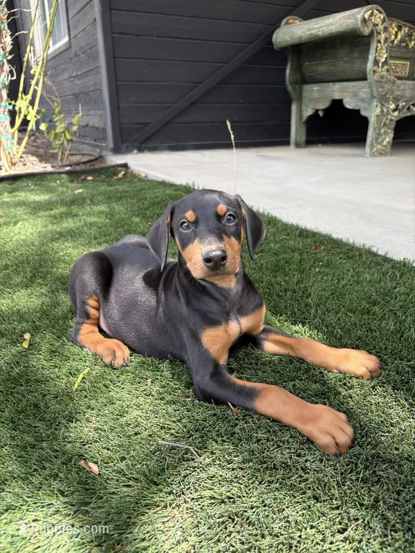 Nina – Doberman Pinscher puppy for sale in Temecula, CA