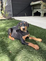 Nina, a female Doberman Pinscher for sale in Temecula, CA – 1 of 1