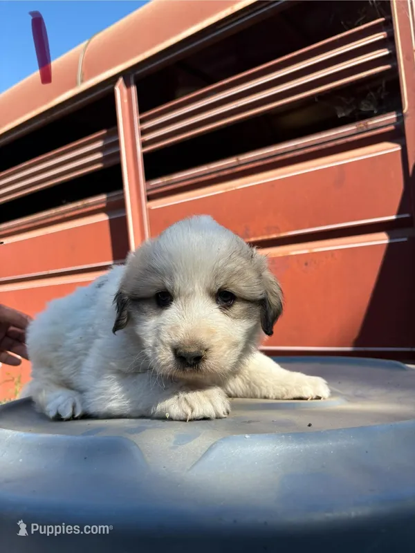 Lucy  – Great Pyrenees puppy for sale in Temecula, CA
