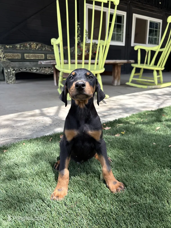 Charlie – Doberman Pinscher puppy for sale in Temecula, CA