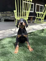 Charlie, a male Doberman Pinscher for sale in Temecula, CA – 1 of 1